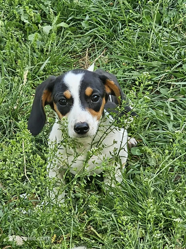 Black and Tan Piebald – Miniature Dachshund puppy for sale in Nashville, TN
