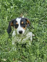 Black and Tan Piebald Miniature Dachshund, a male Dachshund for sale in Nashville, TN – Photo 1 of 8