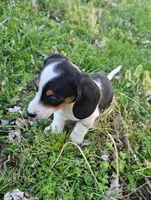 Black and Tan Piebald, a male Miniature Dachshund for sale in Nashville, TN – Photo 7 of 9