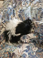 Koala , a female Shih Tzu for sale in Newark, DE – Photo 2 of 3