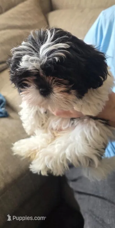 No name  – Shih Tzu puppy for sale in Newark, DE