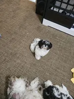 Koala , a female Shih Tzu for sale in Newark, DE – Photo 3 of 3