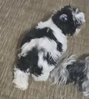 Bubba, a male Shih Tzu for sale in Newark, DE – Photo 2 of 3