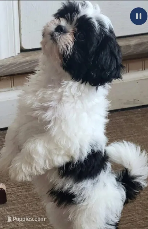 No name  – Shih Tzu puppy for sale in Newark, DE