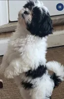 Bubba, a male Shih Tzu for sale in Newark, DE – Photo 1 of 3