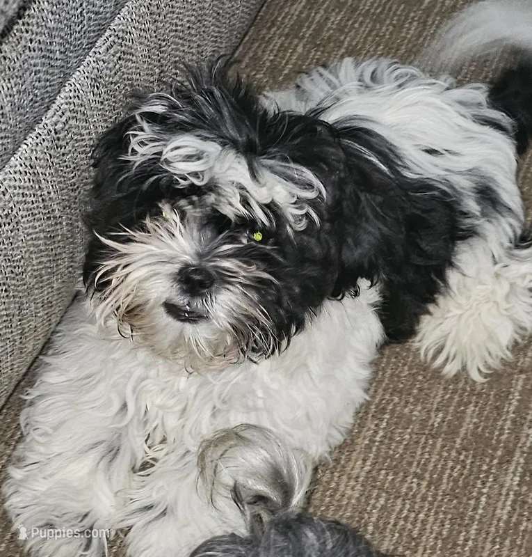 Bubba – Shih Tzu puppy for sale in Newark, DE