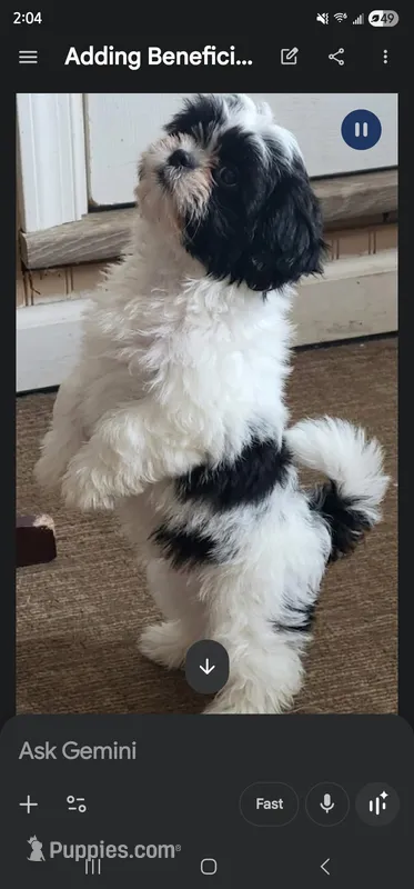 No name  – Shih Tzu puppy for sale in Newark, DE