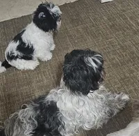 Bubba, a male Shih Tzu for sale in Newark, DE – Photo 3 of 3