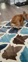 Nello, a male French Bulldog for sale in Lithonia, GA – 2 of 3