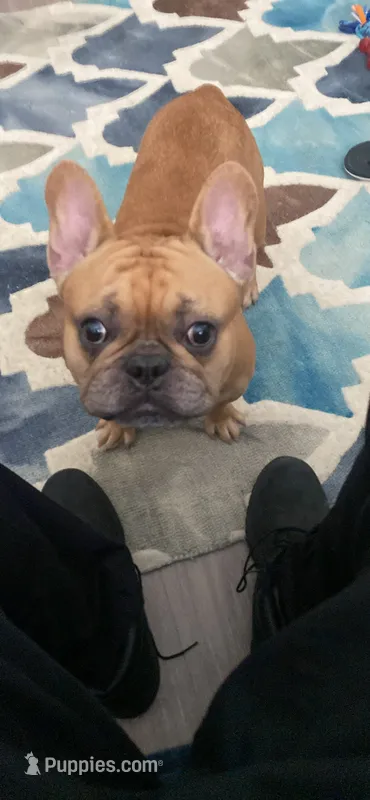 Nello, a male French Bulldog for sale in Lithonia, GA – 1 of 3