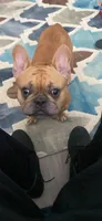 Nello, a male French Bulldog for sale in Lithonia, GA – 1 of 3