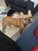 Nello, a male French Bulldog for sale in Lithonia, GA – 3 of 3
