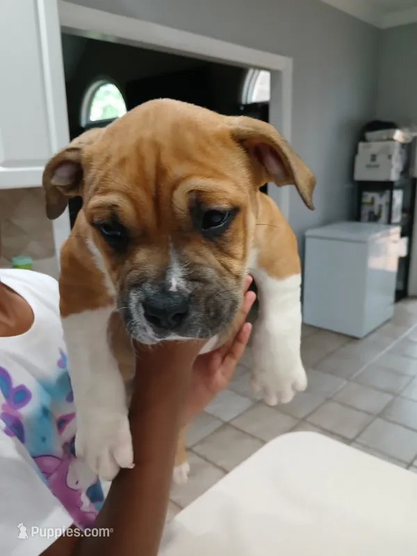 Pup3 – American Bully puppy for sale in Nashville, TN