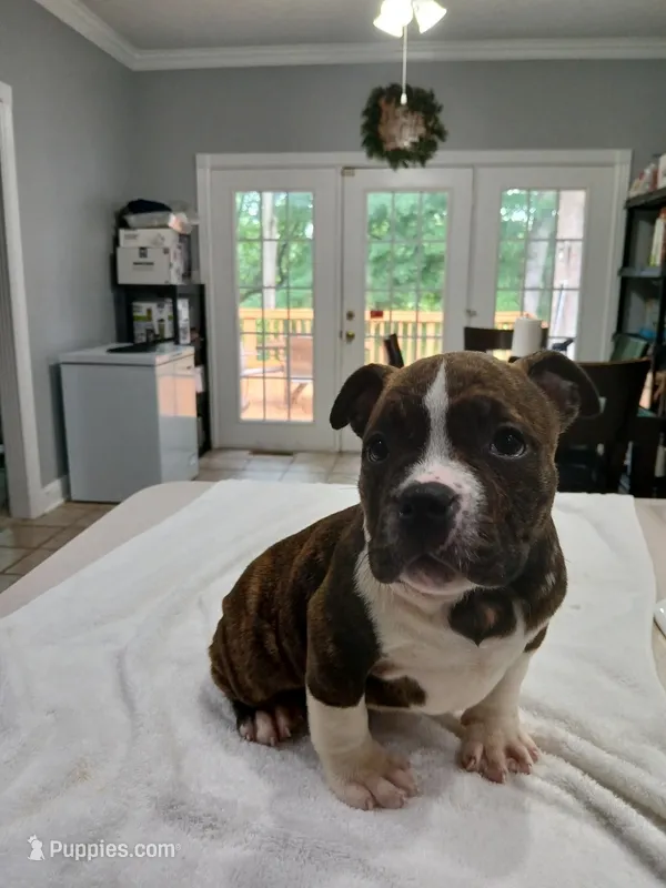 Pup 1 – American Bully puppy for sale in Nashville, TN