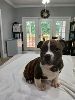 Pup 1, a female American Bully for sale in Nashville, TN – 5 of 5