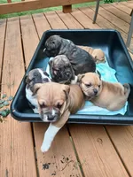 Pup2, a male American Bully for sale in Nashville, TN – 2 of 4