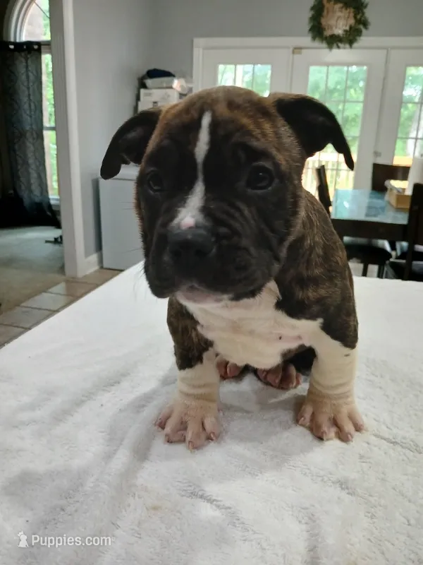 Pup2 – American Bully puppy for sale in Nashville, TN