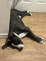 Zues, a male American Pit Bull Terrier for sale in Commerce City, CO – 2 of 2