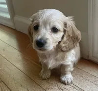 LUX AKC longhaired miniature , a female Miniature Dachshund for sale in Albemarle, NC – 3 of 10