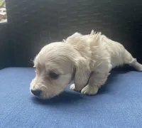 Dawn - Cream AKC longhaired miniature , a female Miniature Dachshund for sale in Albemarle, NC – 10 of 10