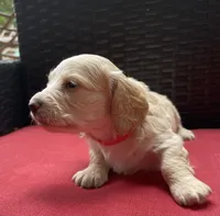 Tawny Longhaired miniature  AKC, a female Miniature Dachshund for sale in Albemarle, NC – 4 of 10
