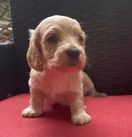 Lux Longhaired miniature AKC, a female Miniature Dachshund for sale in Albemarle, NC – 4 of 8