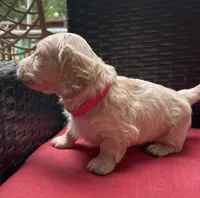 Tawny Longhaired miniature  AKC, a female Miniature Dachshund for sale in Albemarle, NC – 3 of 10