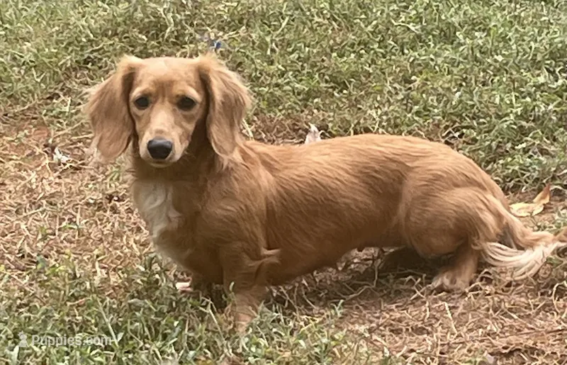 Boo – Miniature Dachshund puppy for sale in Albemarle, NC