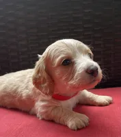 Tawny Longhaired miniature  AKC, a female Miniature Dachshund for sale in Albemarle, NC – 9 of 10