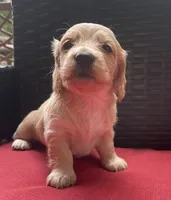 Lux Longhaired miniature AKC, a female Miniature Dachshund for sale in Albemarle, NC – 5 of 8