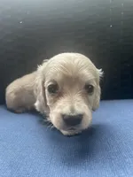 Dawn AKC longhaired mini, a female Miniature Dachshund for sale in Albemarle, NC – 10 of 10