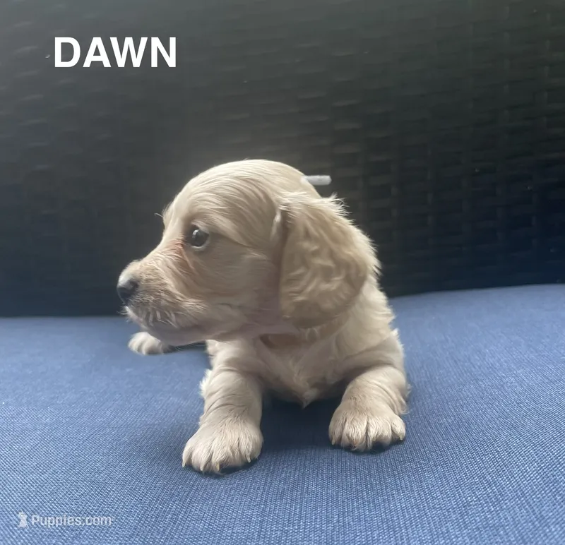 Dawn AKC longhaired mini – Miniature Dachshund puppy for sale in Albemarle, NC