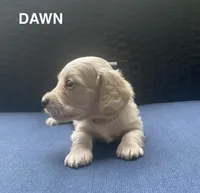 Dawn AKC longhaired mini, a female Miniature Dachshund for sale in Albemarle, NC – 1 of 10