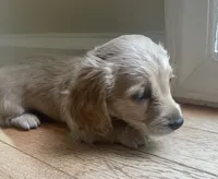 BRANDY - AKC longhaired miniature , a female Miniature Dachshund for sale in Albemarle, NC – 9 of 10