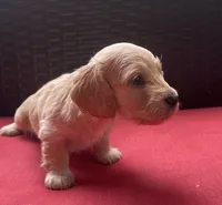 Lux Longhaired miniature AKC, a female Miniature Dachshund for sale in Albemarle, NC – 3 of 8