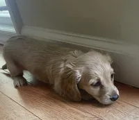 BRANDY - AKC longhaired miniature , a female Miniature Dachshund for sale in Albemarle, NC – 6 of 10