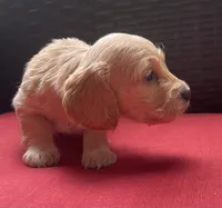 Lux Longhaired miniature AKC, a female Miniature Dachshund for sale in Albemarle, NC – 8 of 8