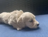 Dawn AKC longhaired mini, a female Miniature Dachshund for sale in Albemarle, NC – 4 of 10