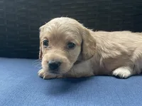 Brandy AKC longhaired miniature , a female Miniature Dachshund for sale in Albemarle, NC – 7 of 10