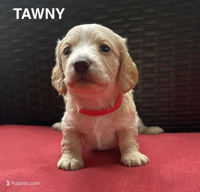 Tawny Longhaired miniature  AKC – Miniature Dachshund puppy for sale in Albemarle, NC