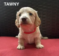 Tawny Longhaired miniature  AKC, a female Miniature Dachshund for sale in Albemarle, NC – 1 of 10