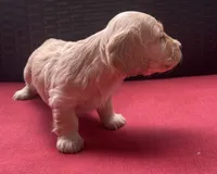 Lux Longhaired miniature AKC, a female Miniature Dachshund for sale in Albemarle, NC – 2 of 8