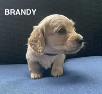 Brandy AKC longhaired miniature , a female Miniature Dachshund for sale in Albemarle, NC – 4 of 10