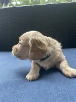 Brandy AKC longhaired miniature , a female Miniature Dachshund for sale in Albemarle, NC – 10 of 10