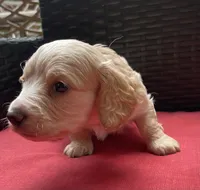 Tawny Longhaired miniature  AKC, a female Miniature Dachshund for sale in Albemarle, NC – 2 of 10