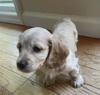LUX AKC longhaired miniature , a female Miniature Dachshund for sale in Albemarle, NC – 4 of 10