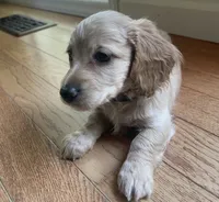 BRANDY - AKC longhaired miniature , a female Miniature Dachshund for sale in Albemarle, NC – 5 of 10