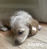 BRANDY - AKC longhaired miniature , a female Miniature Dachshund for sale in Albemarle, NC – 2 of 10