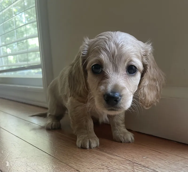 BRANDY - AKC longhaired miniature  – Miniature Dachshund puppy for sale in Albemarle, NC