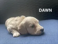 Dawn AKC longhaired mini, a female Miniature Dachshund for sale in Albemarle, NC – 3 of 10